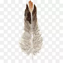 羽毛-羽毛-空若网 羽毛-羽毛-空若网