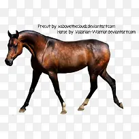 高清摄影草原休息的野马-空若网 高清摄影草原休息的野马-空若网