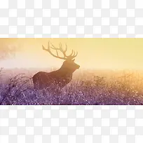 ��ԭ���ﱳ��-������