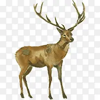 手绘棕色复古水彩小鹿-空若网 手绘棕色复古水彩小鹿-空若网