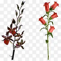 ��ɫ���Ȼ���ɫ��֦-������