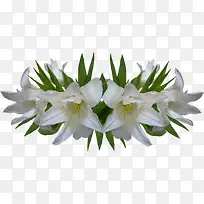 水彩喇叭花-空若网 水彩喇叭花-空若网