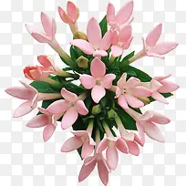 花卉矢量图素材花卉图案素材-空若网 花卉矢量图素材花卉图案素材-空若网