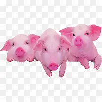 ��ɫ�ɰ�С����Ƹ-������