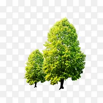 树-空若网 树-空若网