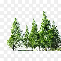 树-空若网 树-空若网