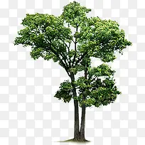 树-空若网 树-空若网