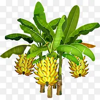 �㽶��-������