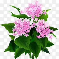 花树-空若网 花树-空若网