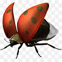 卡通瓢虫免扣素材-空若网 卡通瓢虫免扣素材-空若网