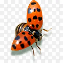 唯美春天时尚瓢虫-空若网 唯美春天时尚瓢虫-空若网