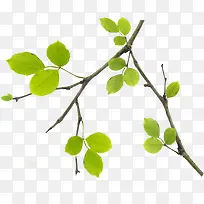 春天唯美树枝树叶-空若网 春天唯美树枝树叶-空若网