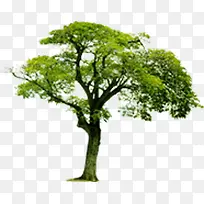 ��ɫ��֦Ψ������-������