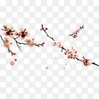 梅花手绘梅花水彩梅花-空若网 梅花手绘梅花水彩梅花-空若网