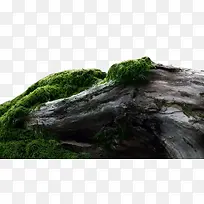 ¹ÅÊ÷-¿ÕÈôÍø ¹ÅÊ÷-¿ÕÈôÍø