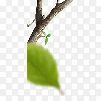 树干-空若网 树干-空若网