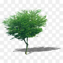 树-空若网 树-空若网