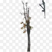 老枯树-空若网 老枯树-空若网