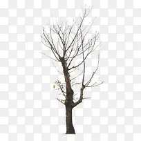 枯树-空若网 枯树-空若网