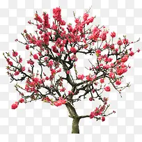 腊梅树干树枝高清免抠图片-空若网 腊梅树干树枝高清免抠图片-空若网