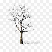 枯树-空若网 枯树-空若网