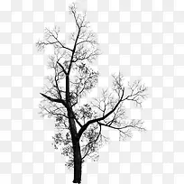 ��֦���ɱ���-������