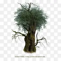 枯树枝枯树干-空若网 枯树枝枯树干-空若网