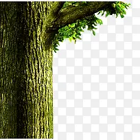 ���� ��֦��Ҷ-������