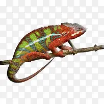 ���� ��ɫ��-������