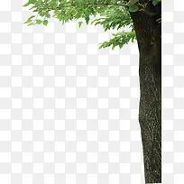 树-空若网 树-空若网