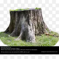 树-空若网 树-空若网