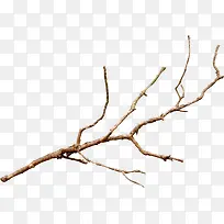 ��֦ͼ��-������