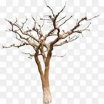 树-空若网 树-空若网