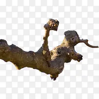 树干-空若网 树干-空若网