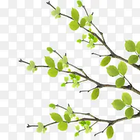 嫩芽树枝-空若网 嫩芽树枝-空若网