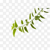 树枝条-空若网 树枝条-空若网