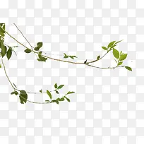 ��֦��-������