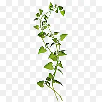 Ʈ����Ҷ-������