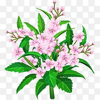 花树-空若网 花树-空若网