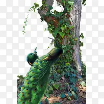 绿树和孔雀-空若网 绿树和孔雀-空若网