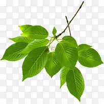 �����λ���Ҷ��֦-������