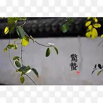 ������Ҷ��֦����-������