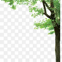 长满绿叶的成年古树-空若网 长满绿叶的成年古树-空若网
