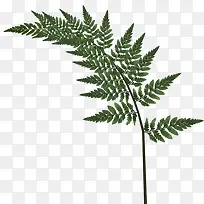 绿叶树枝PNG图片-空若网 绿叶树枝PNG图片-空若网