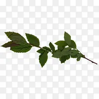 ÂÌÒ¶Ê÷Ö¦Í¼Æ¬ËØ²Ä-¿ÕÈôÍø ÂÌÒ¶Ê÷Ö¦Í¼Æ¬ËØ²Ä-¿ÕÈôÍø