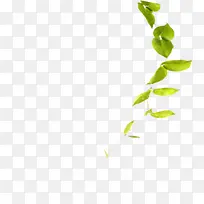树枝绿叶元素-空若网 树枝绿叶元素-空若网