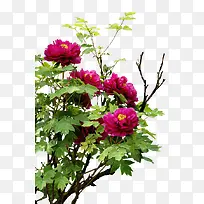 ��֦��Ҷ��ɫ����-������