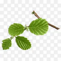 树枝清新绿叶-空若网 树枝清新绿叶-空若网