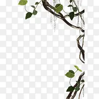 ��Ҷ��֦ͼƬ-������