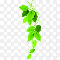 卡通绿叶树枝-空若网 卡通绿叶树枝-空若网